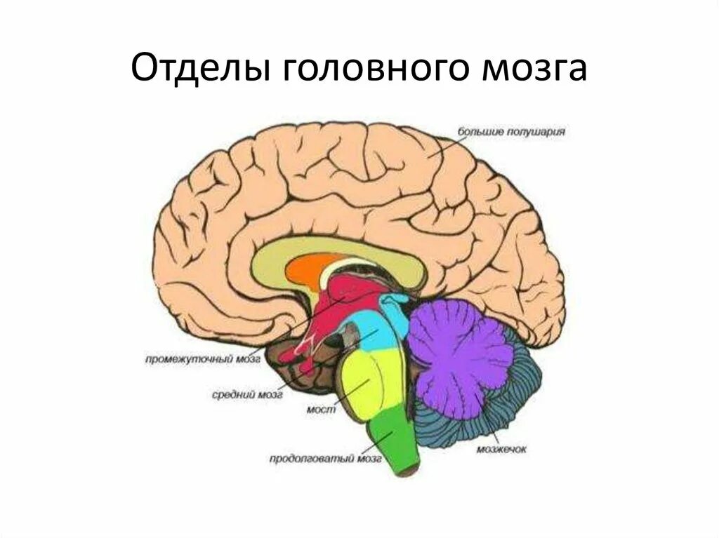 Головной мозг строение анатомия схема. Основные структуры отделов головного мозга. Рис 61 строение головного мозга. Строение головного мозга 5 отделов. Средний отдел мозга включает