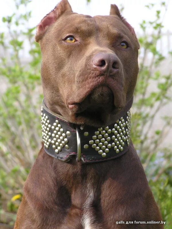 Pitbull brown