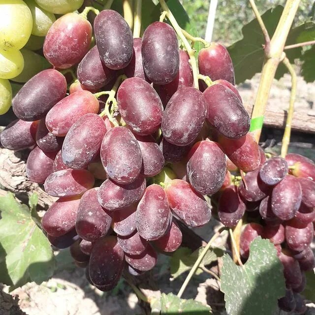 сорт винограда дынька отзывы. виноград кишмиш велес. сорт винограда дынька отзывы. монастрель сорт винограда. виноград мальчик с пальчик описание сорта фото отзывы видео.