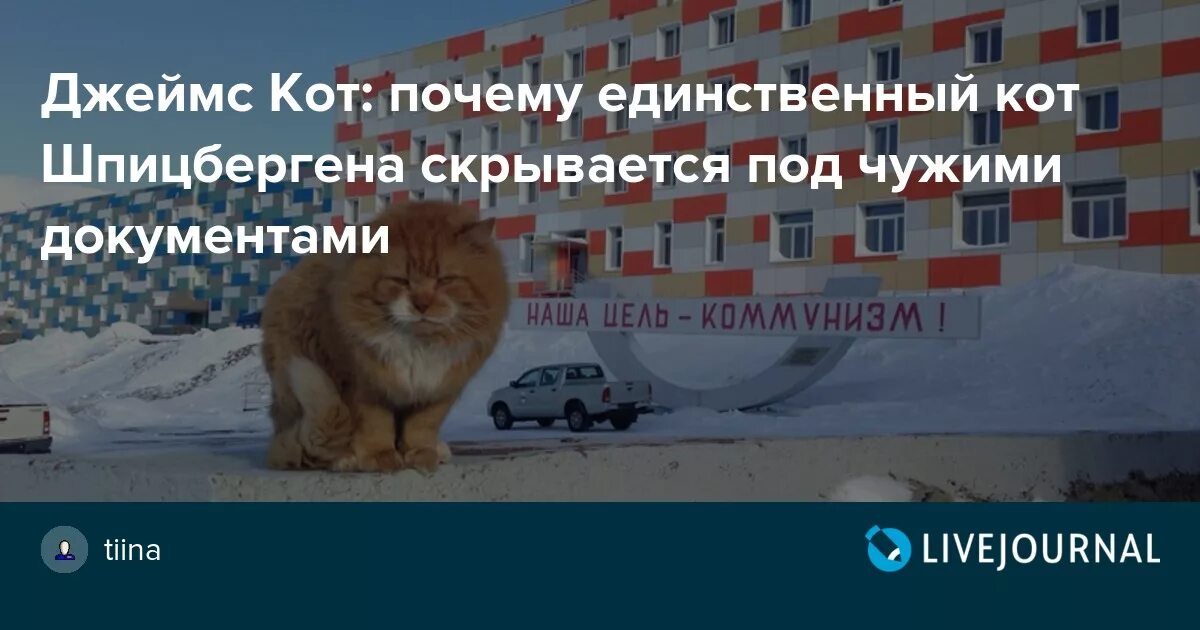 Почему на шпицбергене запрещены кошки. Кот кеша со шпицбергена. единственный кот на шпицбергене.