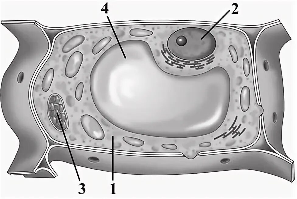 Рисунок растительной клетки 6 класс биология впр