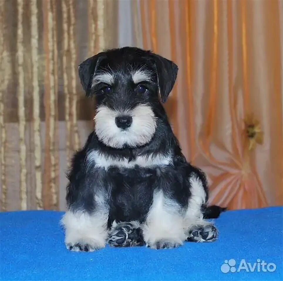Авито цвергшнауцер. Цвергшнауцер пермь. цвергшнауцер уфа. цвергшнауцер авито.