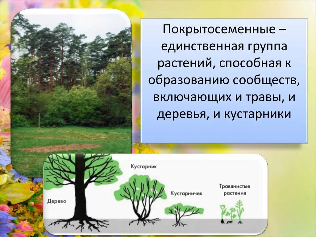 Обитания покрытосеменных. Покрытосеменные кустарники. Покрытосеменные растения деревья. Травянистые Покрытосеменные растения. Покрытосеменные растения примеры деревья.