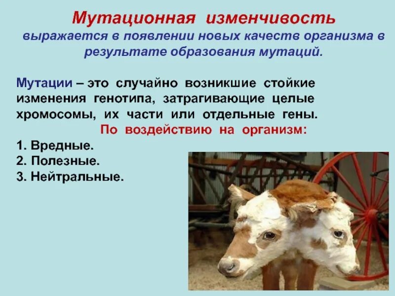 Мутационная изменчивость влияние на генотип