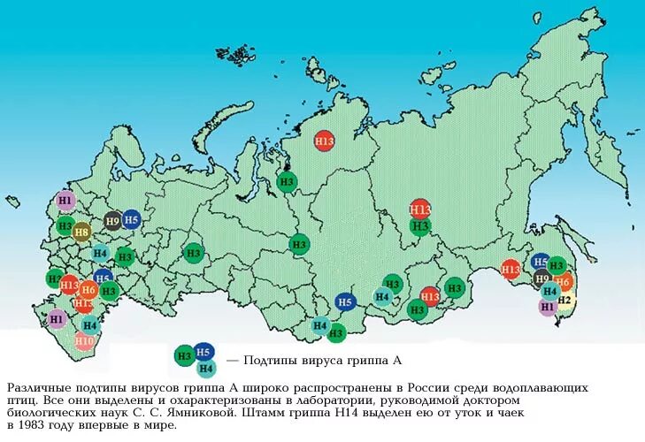 Широко распространенная на территории россии. Районы птицеводства в России на карте. Карта распространения гриппа. Карта распространения гриппа в России. Распространение птицеводства в России.