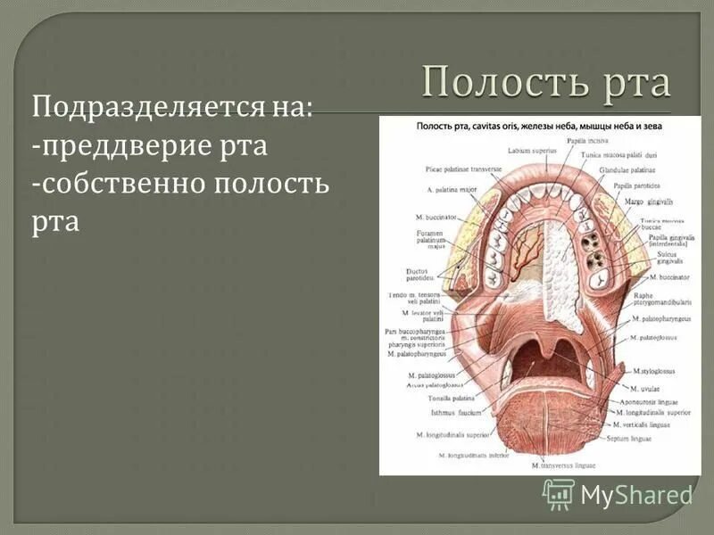 Что есть во рту человека. Анатомия ротовой полости человека. Строение преддверия ротовой полости. Строение ротовой полости фронтальный вид.