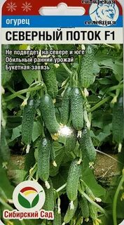 Северен огурец отзывы