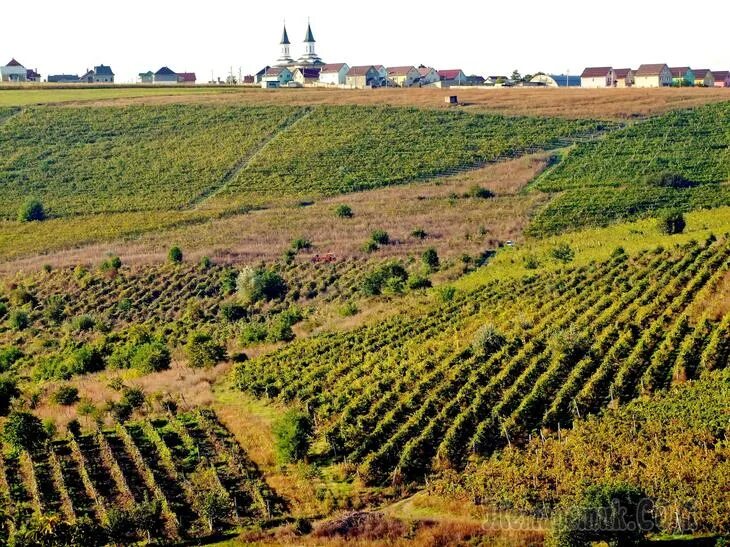 Молдова открывает. Молдавия достопримечательности виноградники. Виноградная плантация Молдова. Поля виноградников Молдавии. Виноградник Молдова село.