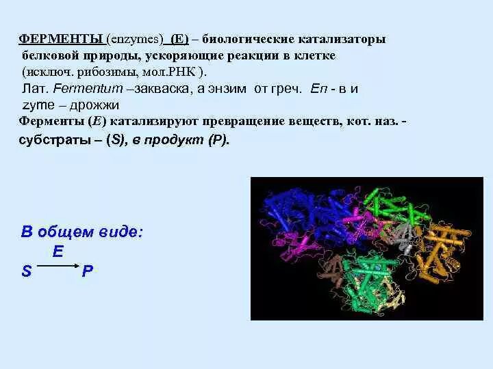 Белковые среды. Биологические катализаторы. Катализаторы белковой природы. Биологические катализаторы белковой природы. Ферменты биологические катализаторы.