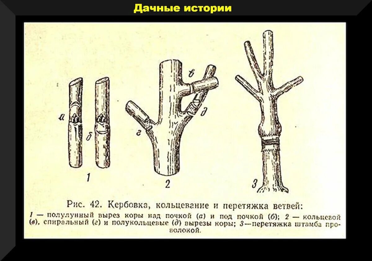 Перетяжка деревьев. Кербовка плодовых деревьев. кербовка груши. способы прививки плодовых деревьев. способы прививки плодовых деревьев весной.