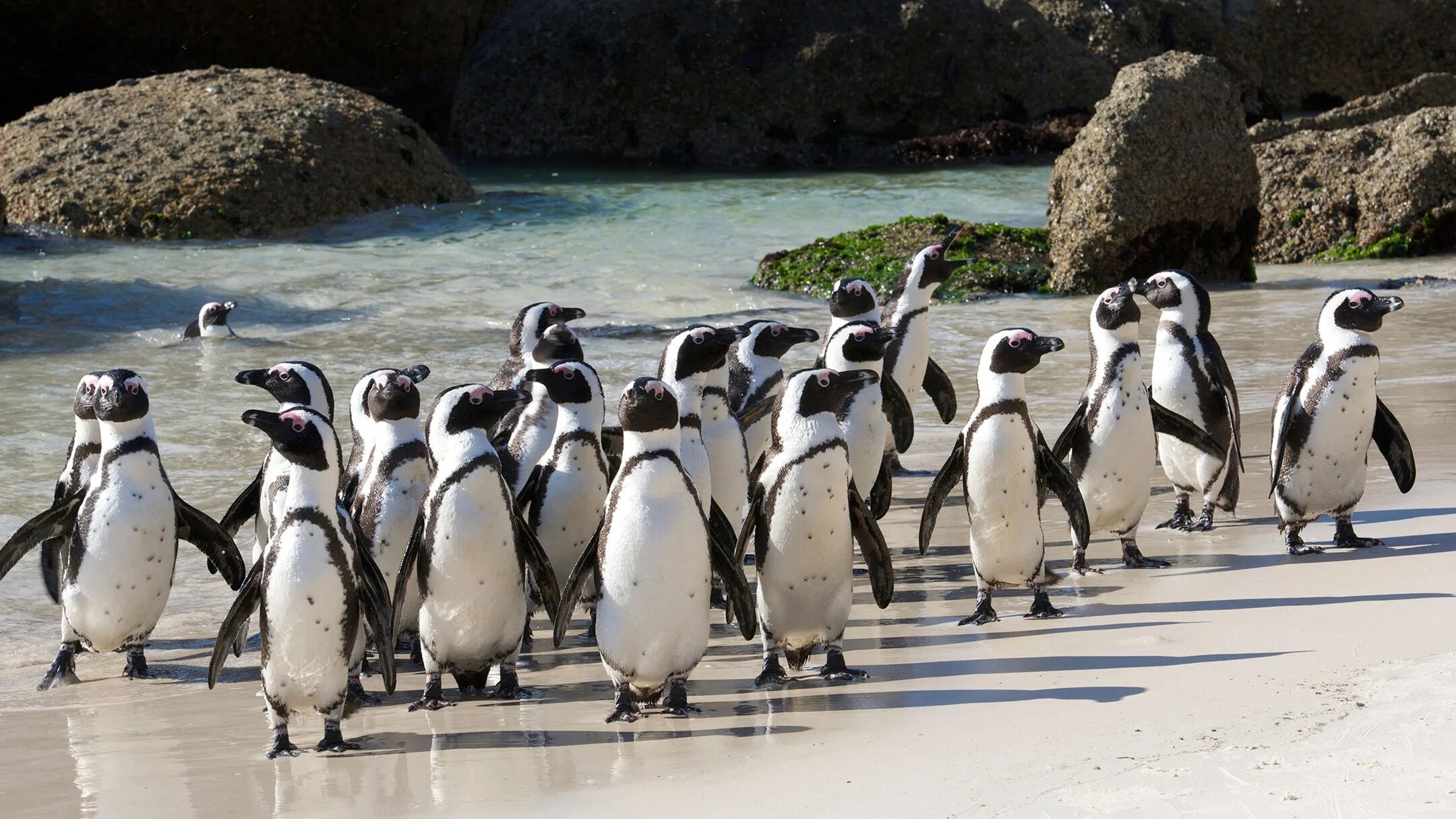 Пингвины в южной африке. Кейптаун мыс доброй надежды пингвины. Очковый пингвин. Очковые пингвины в африке. Живут ли пингвины в африке.