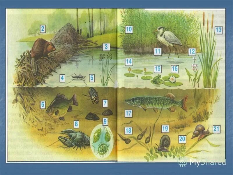 Какие организмы составляют болото. Обитатели пресных вод. Обитатели водоемов для дошкольников. Обитатели пресноводных водоемов. Экосистема водоема для дошкольников.