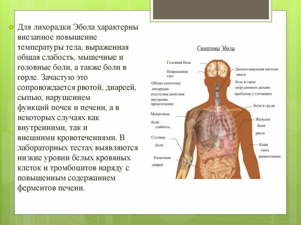 Симптомы лихорадки у человека. Клинические проявления лихорадки Эбола. Геморрагическая лихорадка Эбола симптомы. Осложнения геморрагической лихорадки.