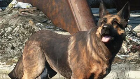 Loyal companion