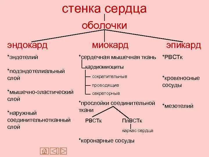 Строение сердца таблица. Миокард перикард эндокард. Строение сердца 3 слоя. Наружный соединительнотканный слой эндокарда. Строение стенок сердца таблица.