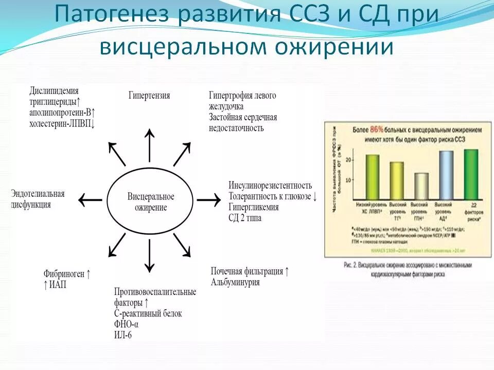 Ожирение и сердечно сосудистые заболевания. Механизм развития сердечно сосудистых заболеваний. Патогенез развития сердечно сосудистых заболеваний. Риски развития заболеваний при ожирении.