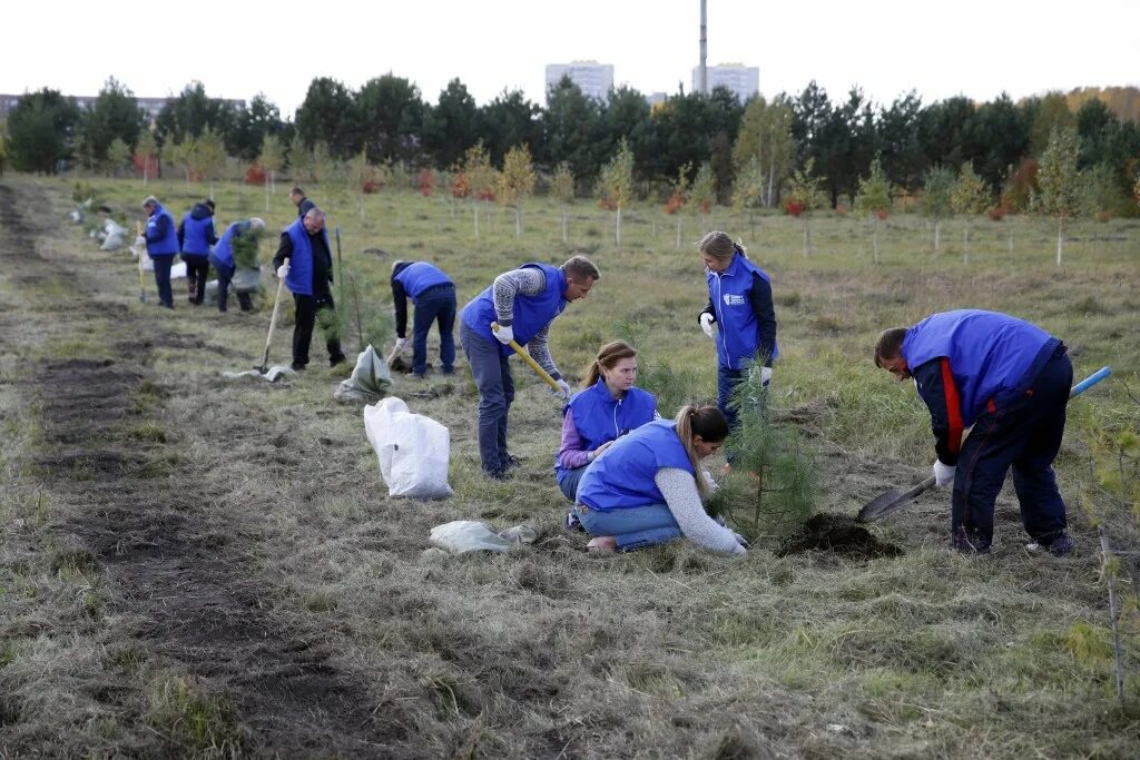 Массовая высадка деревьев. Посадка леса в России. Высадка деревьев в лесу. Посадка леса Кузбасс. Среди экологов нет единого мнения