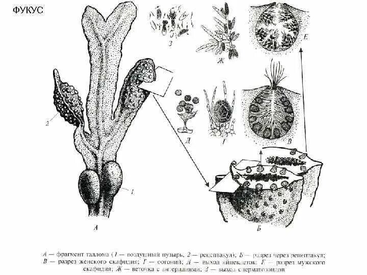 Фукус группа. Фукус пузырчатый разрез скафидиев. У фукуса пузырчатого что такое таллом?. Фукус срез через мужской скафидий. Фукус пузырчатый строение.