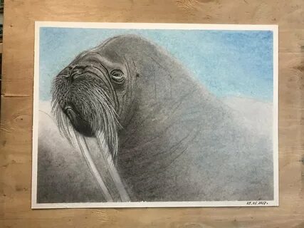 Ежи моржи