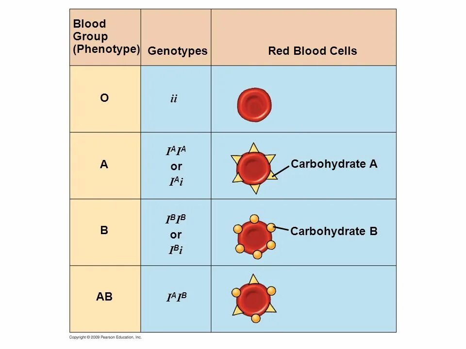 Фенотип крови c c e e. Genotype and phenotype. Genotype of Blood. The genotype группа. What is genotype and phenotype.