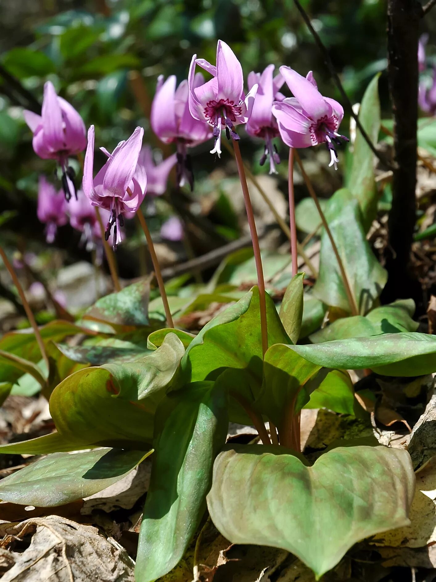 Кандык (Erythronium). Эритрониум Кандык. Кандык Сибирский. Кандык японский. Эритрониум