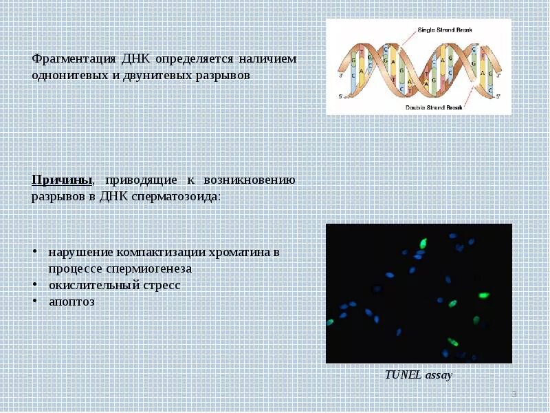 Фрагментация днк методы