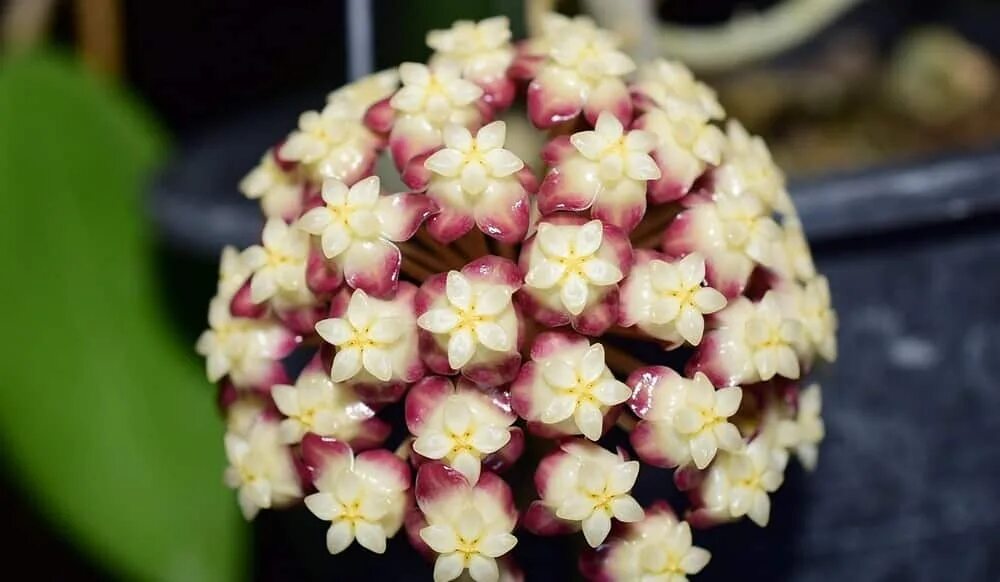 Хойя финлайсони. Хойя hoya finlaysonii. Хойя финлайсони цветение. Финлансони хойя. Хойя finlaysonii big.