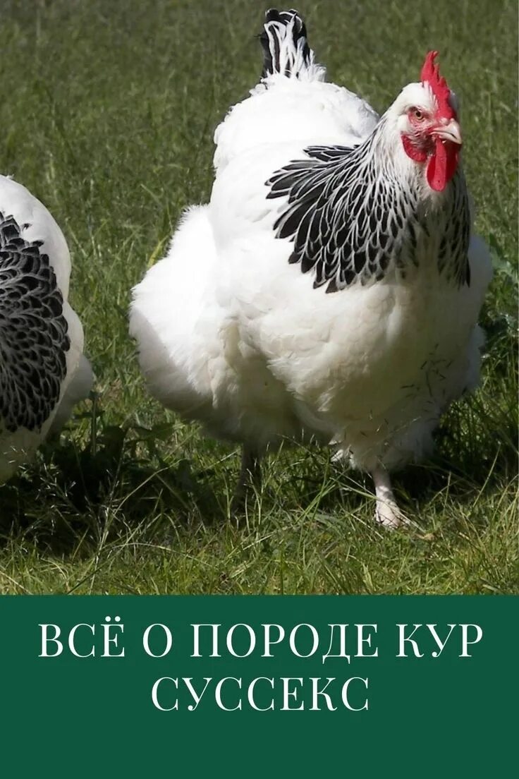 Порода суссекс описание. Куры породы Суссекс. Рябушка Адлерская серебристая. Доминант Суссекс. Куры несушки Суссекс.