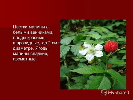 Красно белый венчик