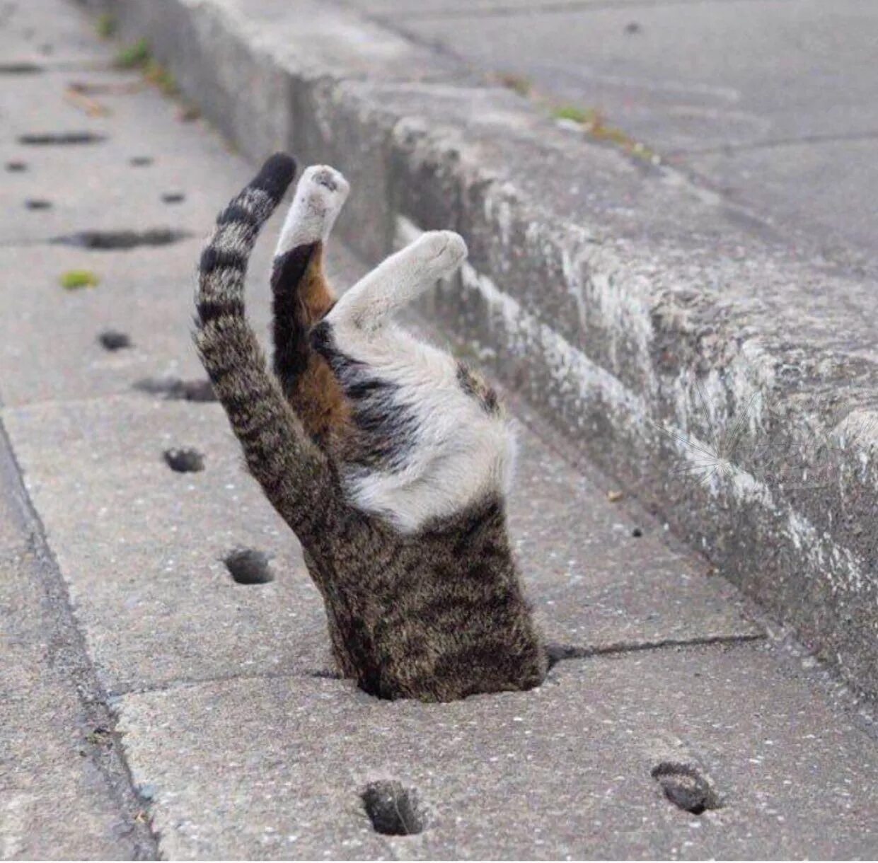 Котик проснулся. Уличные кошки. Уходящий котенок. Уходящая кошка. Кот уходит.