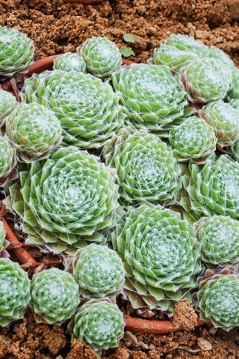 Почему молодило вытягивается вверх. Молодило (sempervivum). семпервивум молодило. молодило паутинистое. молодило семпервивум сириус.