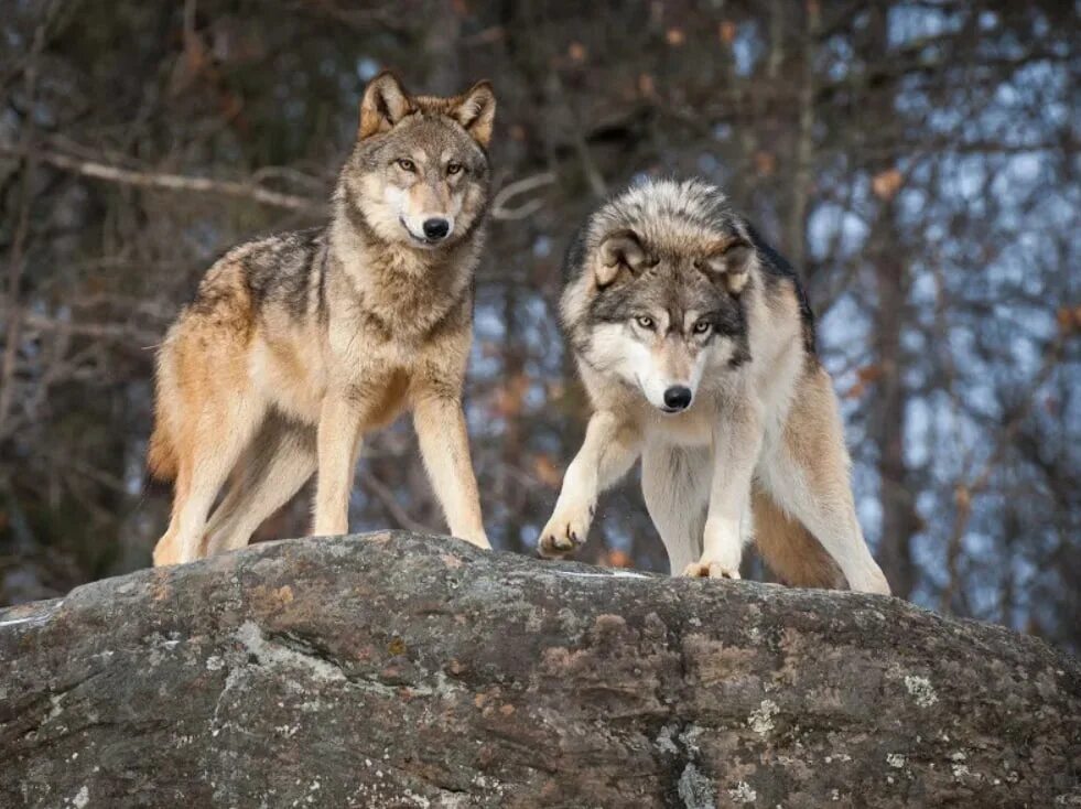 Два волка. Красивый волк. Волк и волчица. Волк серый. Beautiful wolves