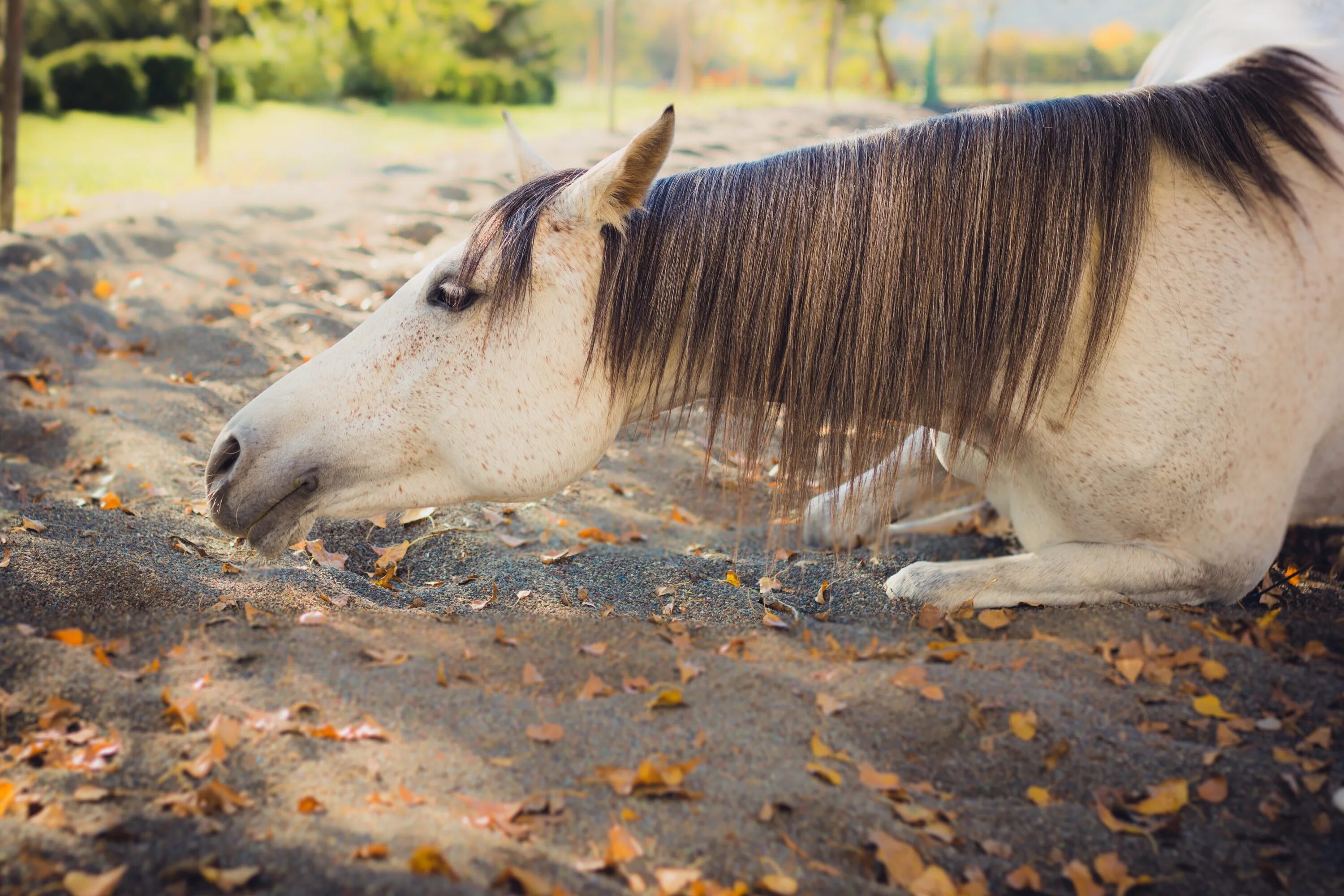 Horses fall. Грива коня. Домашняя лошадь красивая с гривой.