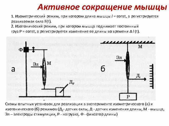 Активное сокращение мышц. Изометрическое сокращение мышц. Изометрический режим мышечного сокращения. Режимы мышечных сокращений. Какой ток вызывает сокращение мышц