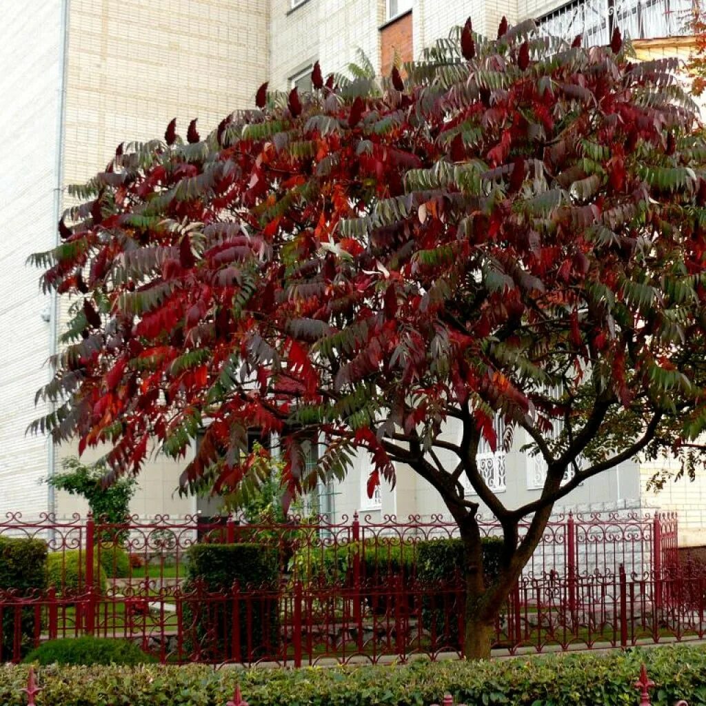 Сумах оленерогий уксусное дерево. Сумах Rhus typhina. Сумах пушистый оленерогий уксусное дерево. Сумах пушистый оленерогий.