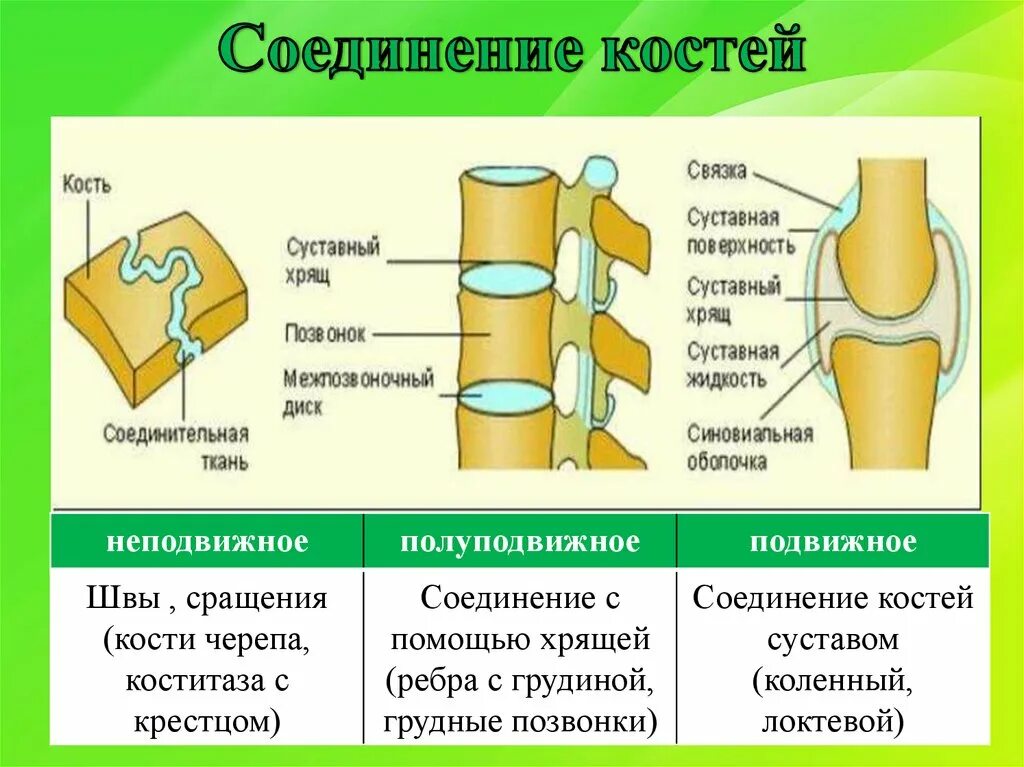 Образована тремя сросшимися костями. Неподвижные полуподвижные и подвижные соединения костей. Типы соединения костей человека рисунок. Шов это неподвижное соединение костей. Строение подвижного соединения костей.