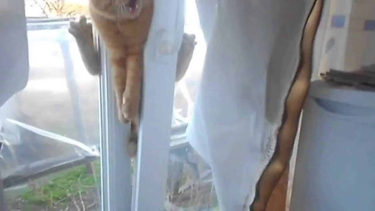 Кот застрял в окне. Кот застрял в пластиковом окне. Кошка застряла в пластиковом окне. Коты застревают в окнах.