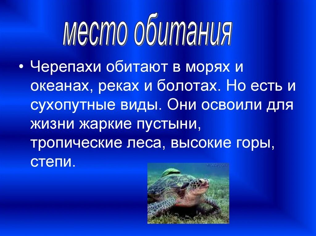 Черепахи особенности строения и представители. Среда обитания черепахи. Пресмыкающиеся отряд черепахи. Место обитания отряда черепах. Черепахи местообитание.