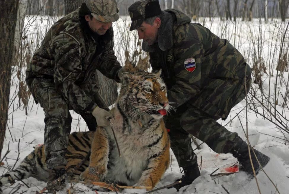 Тигр погнался за оленем и догнал. Амурский тигр браконьерство. Амурский тигр браконьеры. Браконьерство амурских тигров.