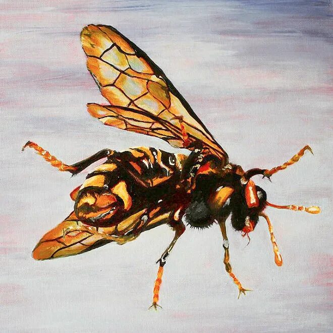 Жалящий шершень по славянскому календарю. Картинка осы окна. Жалящий шершень по славянскому. Девятерик шершень. Жалящий шершень по славянскому календарю.