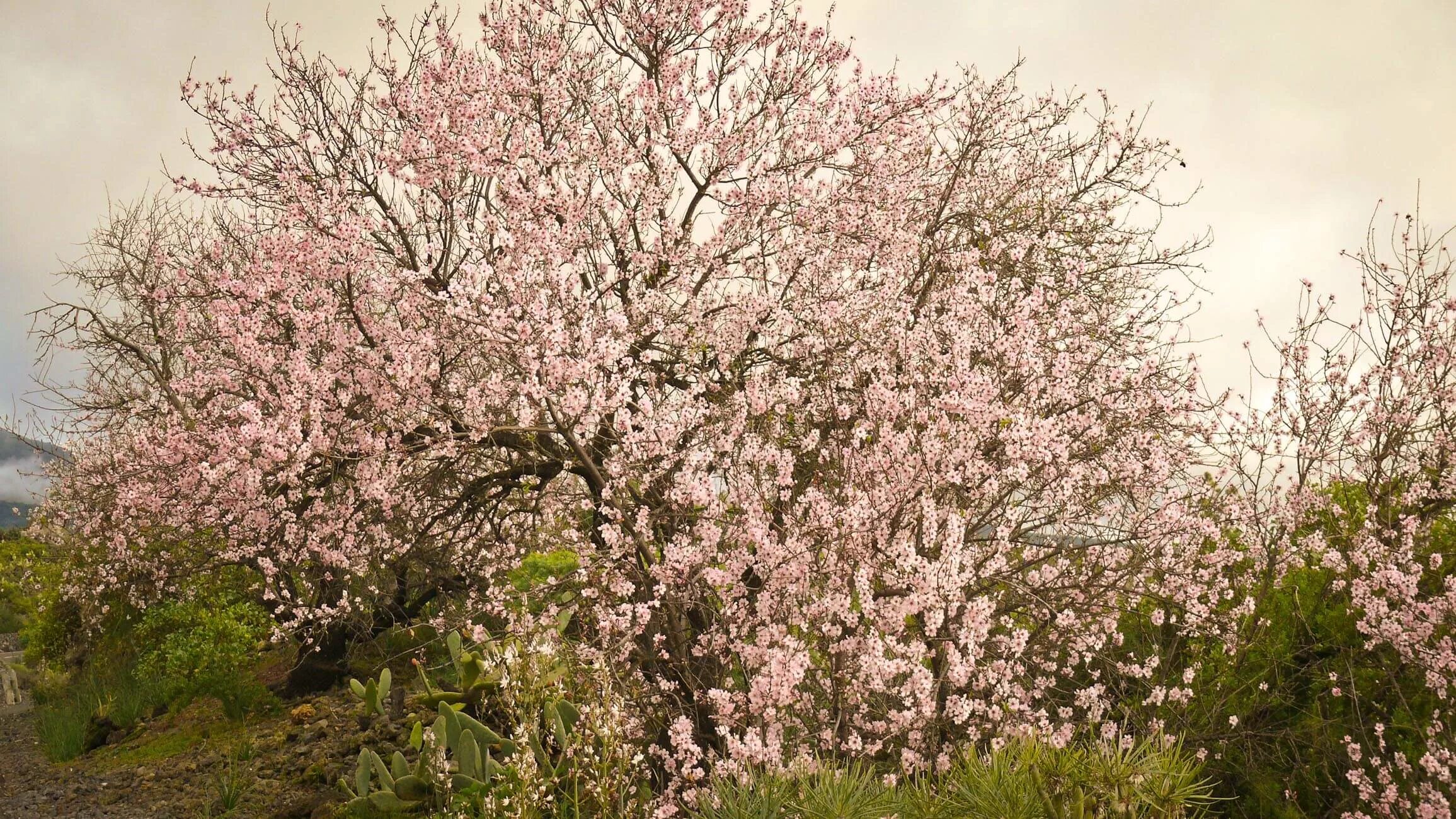 Зацвел миндаль. Цветение миндаля на Тенерифе. Миндаль обыкновенный дерево. Миндаль Форос цветение. Миндальное дерево цветение.