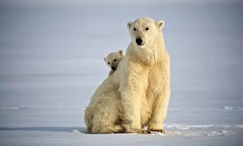 Polar bear bore