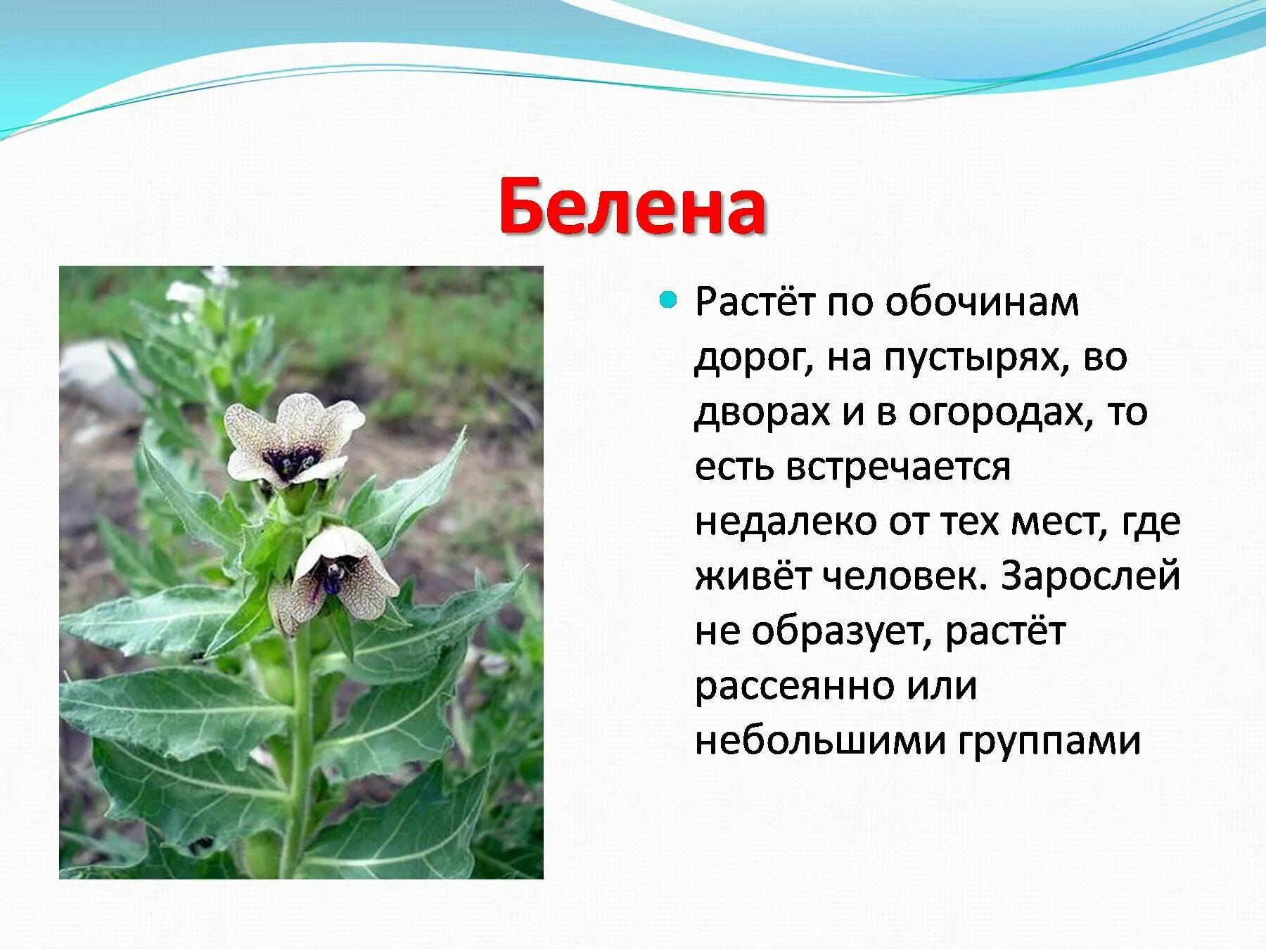 Сообщение о растении 1 класс окружающий мир. Белена ядовитое растение. ядовитые растения презентация. сообщение о ядовитых цветах. ядовитые растения доклад.