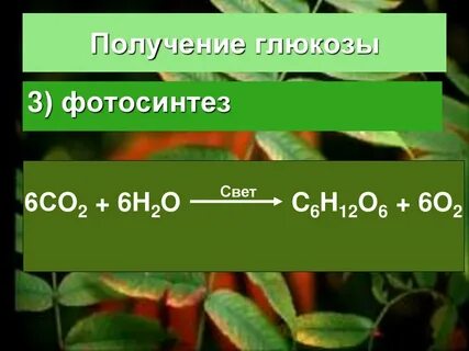 В процессе фотосинтеза образуется вода глюкоза