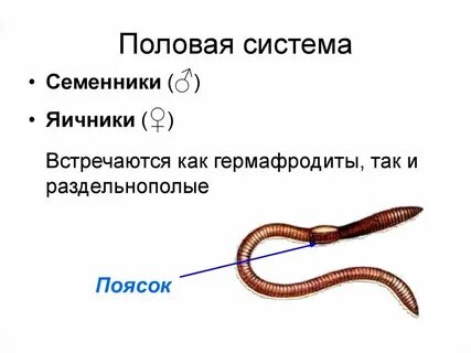 Половая система круглых червей органы