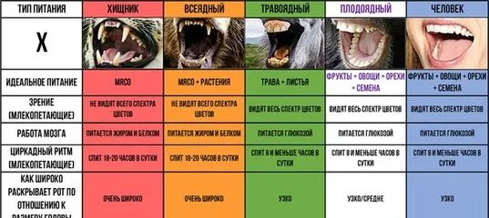 Травоядные и плотоядные отличие. Расположение глаз у хищников и травоядных. Хищник или травоядный. Плотоядные травоядные человек.