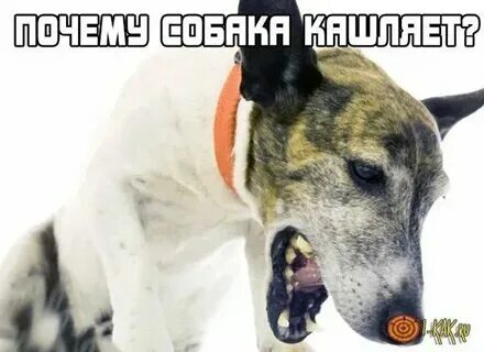 Собака кашляет как будто давится