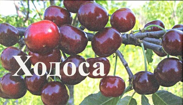 Ходоса описание сорта фото отзывы. Вишня обыкновенная чудо-вишня (дюк). Вишня чернокорка. Ходоса описание сорта фото отзывы. Черевишня дюк ночка.
