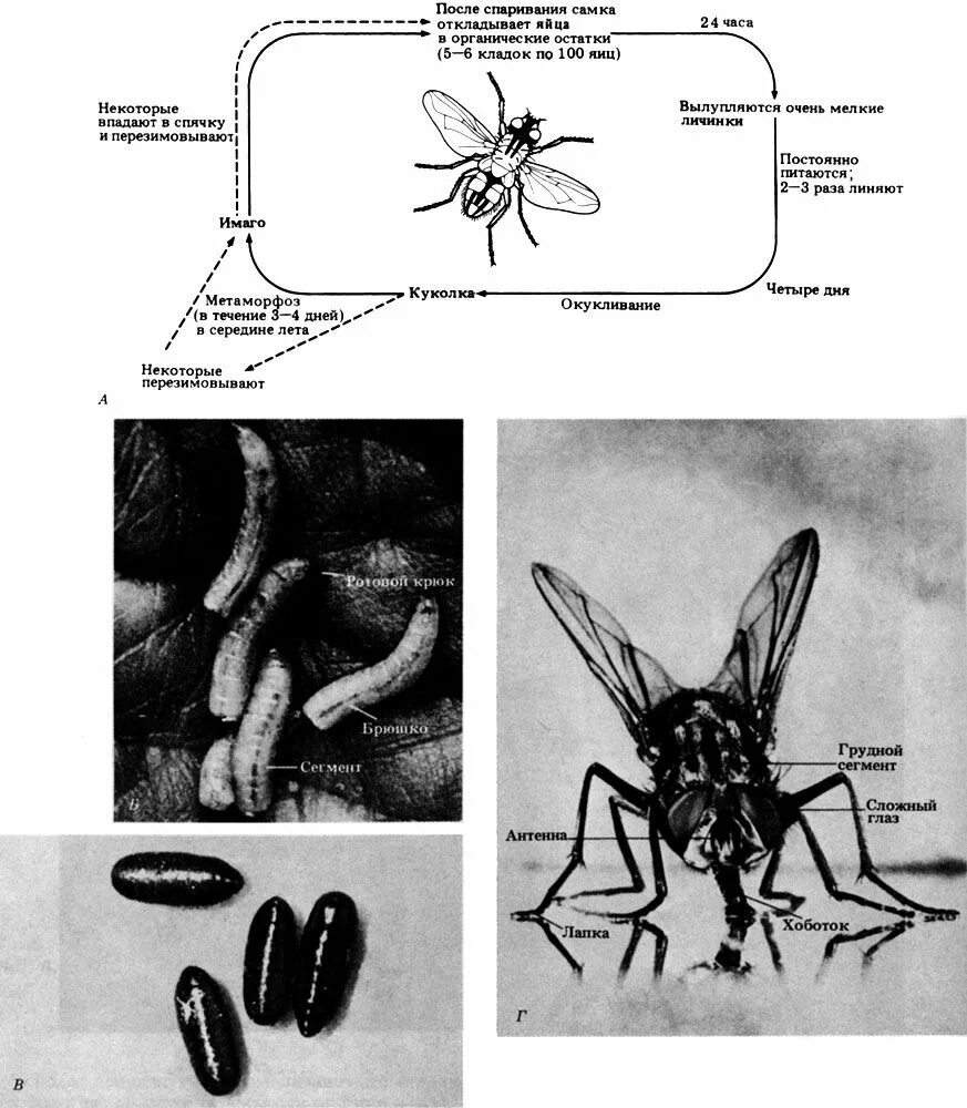 Стадии комнатной мухи. Musca domestica жизненный цикл. Комнатная Муха жизненный цикл. Жизненный цикл двукрылых. Цикл развития комнатной мухи.