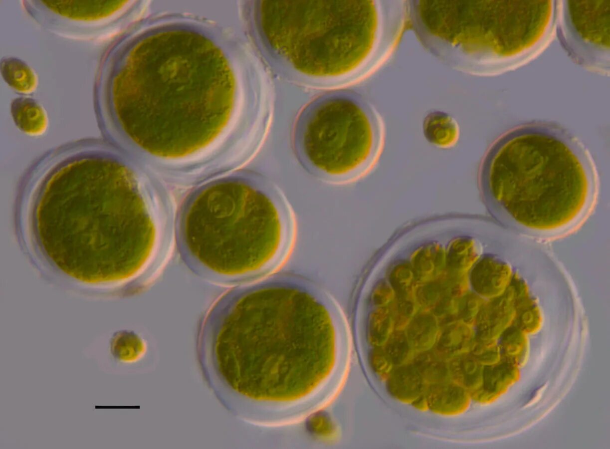 Хлорококк. Хлорелла плеврококк. Зеленые водоросли хлорококк. Хлорококкум водоросль. Вольвокс водоросль.